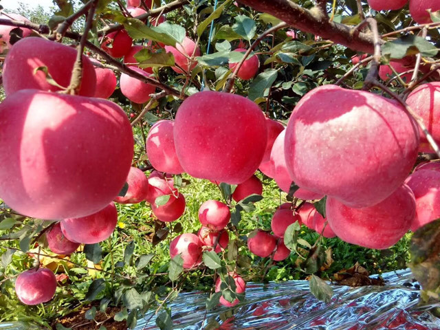 果树叶面肥,叶面肥,拉姆拉,翠姆