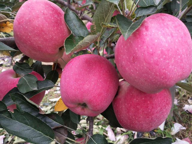 果树叶面肥,叶面肥,拉姆拉,翠姆