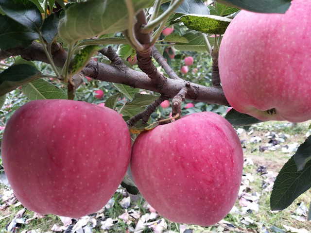 果树叶面肥,叶面肥,拉姆拉,翠姆