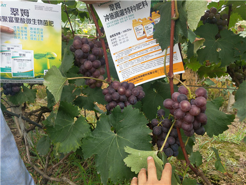 磷酸二氢钾,葡萄,翠姆,拉姆拉,特种肥料