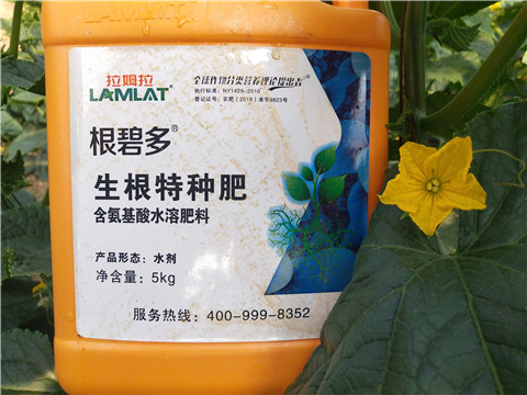 根碧多，菌剂，安碧解