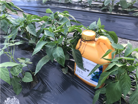 生根剂，根碧多