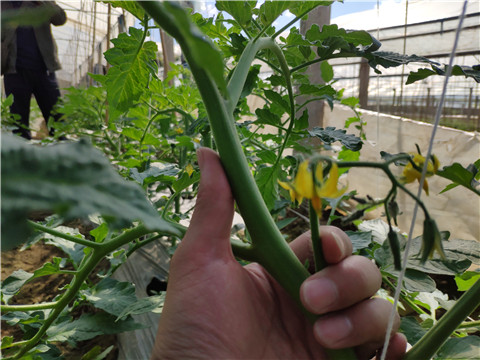 微生物菌剂 ，拉姆拉翠姆