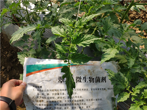 微生物菌剂 ，拉姆拉翠姆