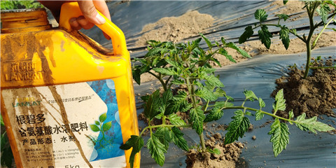 生根剂，拉姆拉