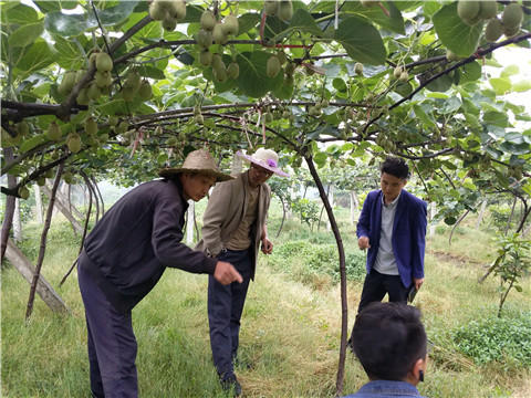 猕猴桃,拉姆拉,翠姆