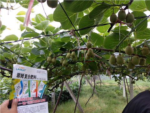 猕猴桃,拉姆拉,翠姆