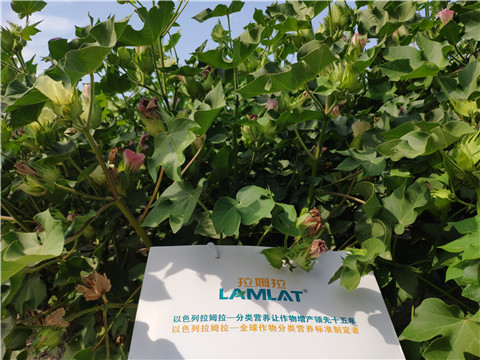 鱼蛋白水溶肥，拉姆拉，翠姆