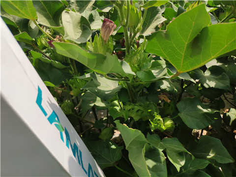 鱼蛋白水溶肥，拉姆拉，翠姆