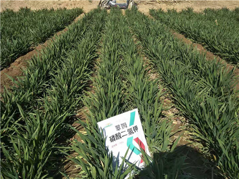 磷酸二氢钾，叶面肥，拉姆拉