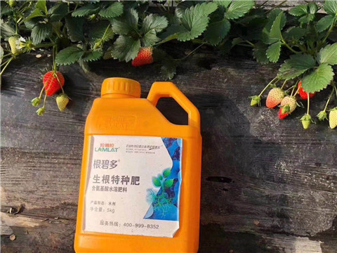 根碧多，微生物菌剂，拉姆拉