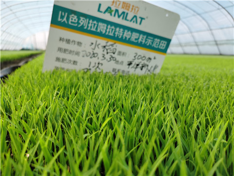 微生物菌剂，拉姆拉