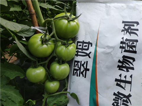 微生物菌剂,翠姆,拉姆拉