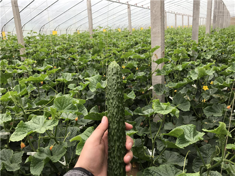黄瓜种植,拉姆拉,翠姆