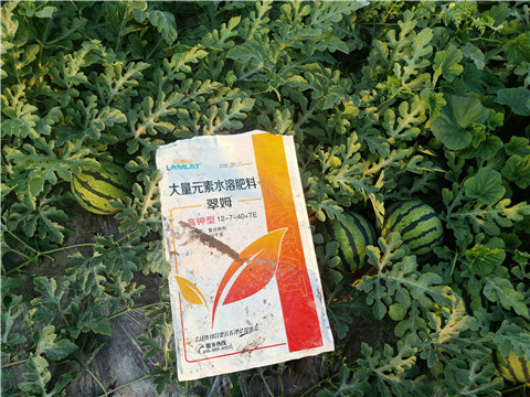 冲施肥,拉姆拉,翠姆