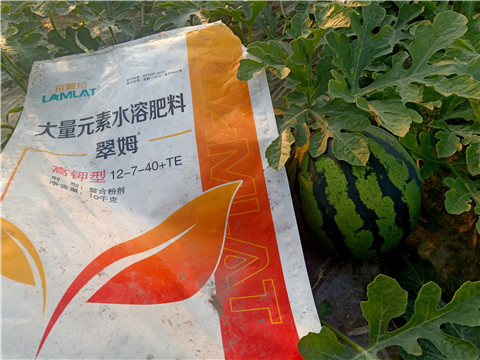 冲施肥,拉姆拉,翠姆