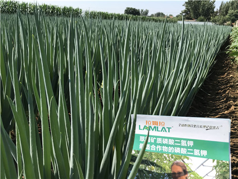 进口水溶肥品牌，拉姆拉，翠姆