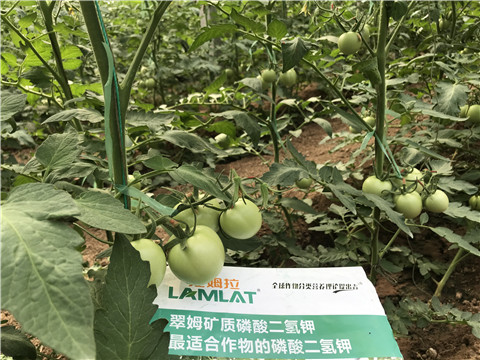 磷酸二氢钾，拉姆拉，翠姆