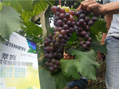 微生物菌剂，拉姆拉，翠姆