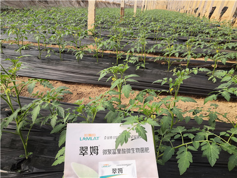 水溶肥，拉姆拉，翠姆