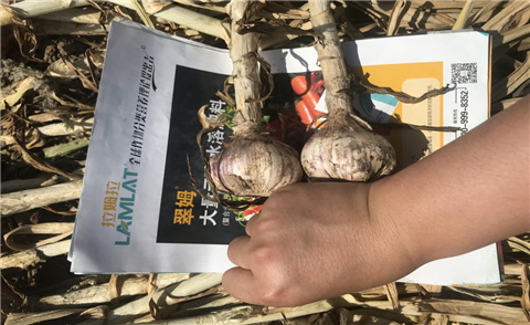 大蒜,拉姆拉,种植管理
