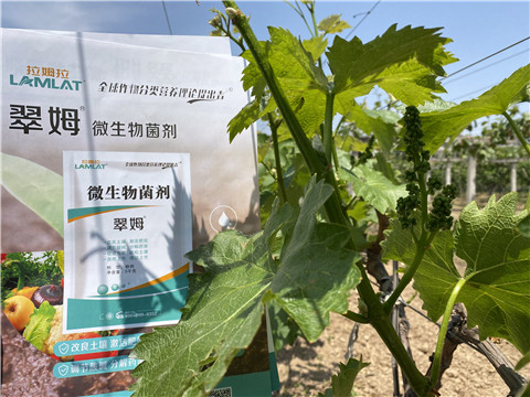 微生物菌剂，拉姆拉，翠姆