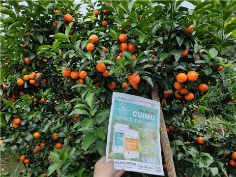 颗粒水溶肥，拉姆拉，翠姆