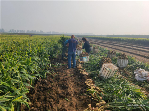 大姜高产管理技术,拉姆拉,翠姆