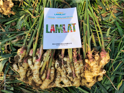 大姜高产管理技术,拉姆拉,翠姆