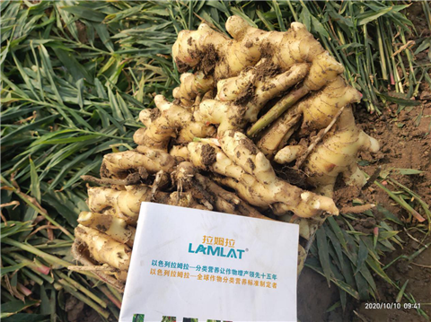 大姜高产管理技术,拉姆拉,翠姆