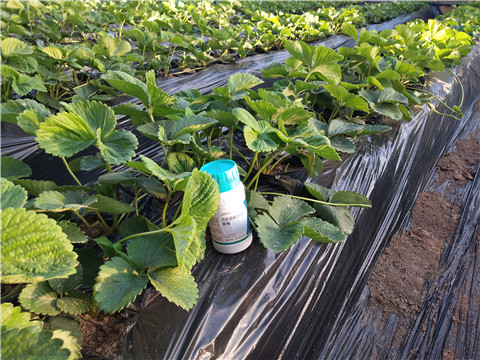 叶面肥，拉姆拉，翠姆