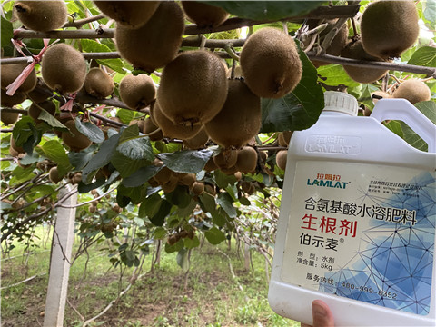 进口水溶肥，拉姆拉，伯示麦