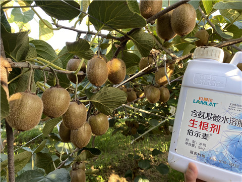 进口水溶肥，拉姆拉，伯示麦