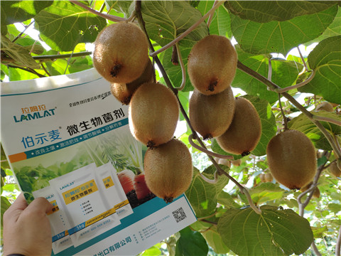 进口水溶肥，拉姆拉，伯示麦