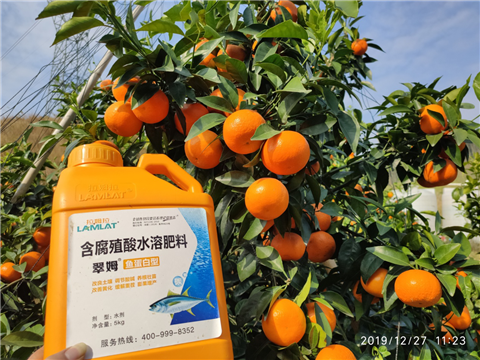 水溶肥，拉姆拉，翠姆