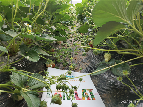 水溶肥，拉姆拉，翠姆