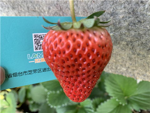 水溶肥，拉姆拉，翠姆