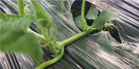 微生物菌剂，拉姆拉，翠姆