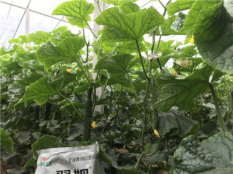 微生物菌剂，拉姆拉，翠姆