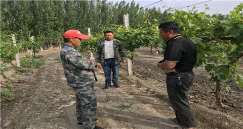 叶面肥，拉姆拉，翠姆