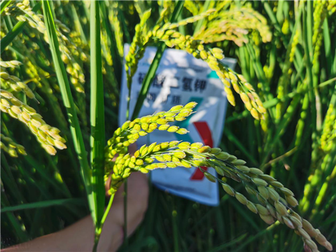 磷酸二氢钾，拉姆拉，翠姆