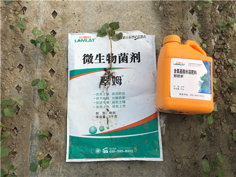 叶面肥，拉姆拉，翠姆