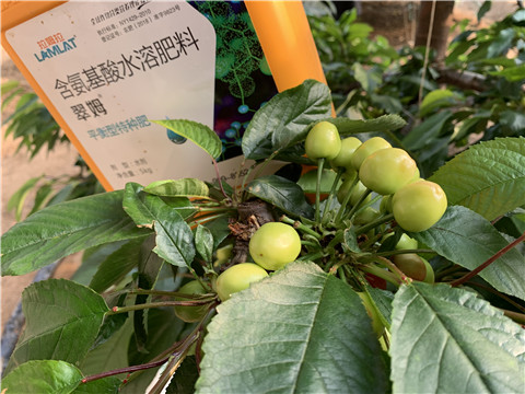 氨基酸水溶肥，拉姆拉，翠姆