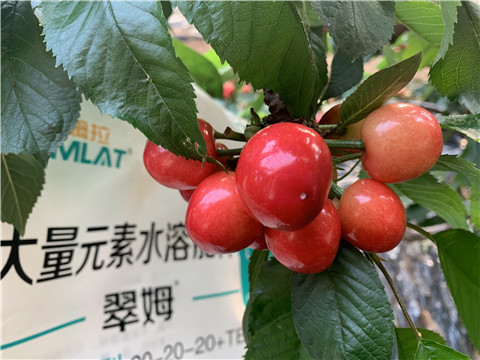 大量元素水溶肥，拉姆拉，翠姆