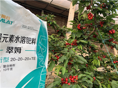 大量元素水溶肥，拉姆拉，翠姆