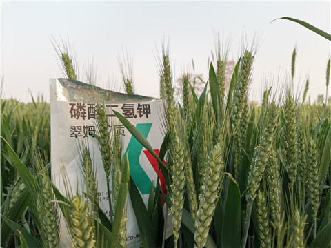 水溶肥，拉姆拉，翠姆