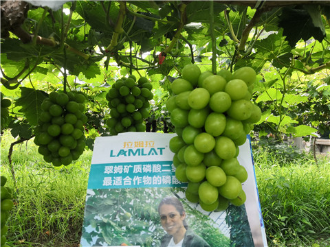 水溶肥，拉姆拉，翠姆