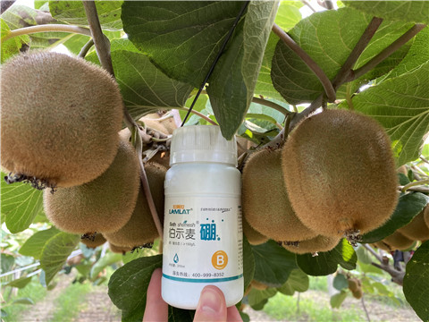 硼肥，拉姆拉，翠姆