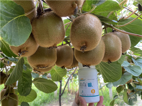 硼肥，拉姆拉，翠姆