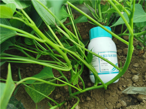 水溶肥，拉姆拉，翠姆
